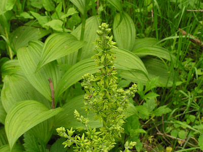 VERATRUM VIRIDE